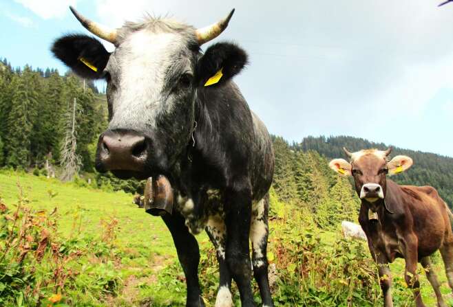 Entdeckt Kühe beim Wandern mit Kindern im Kleinwalsertal