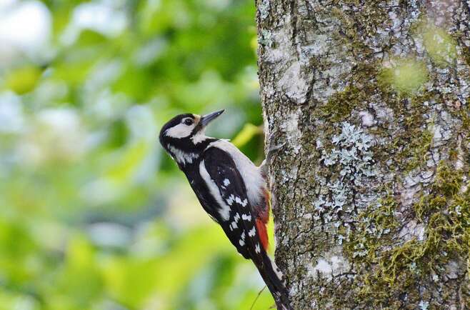 Einen Buntspecht beim Waldbaden hören