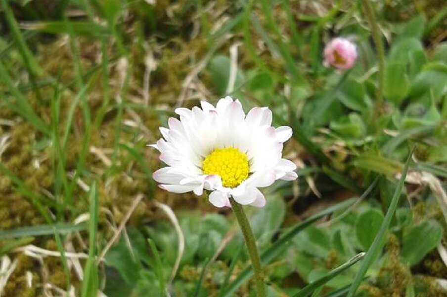 Gänseblümchen im Kleinwalsertal