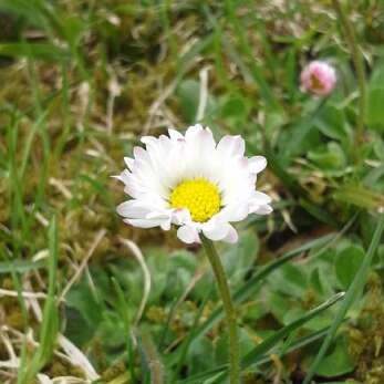 Kinder entdecken die Kräuter im Kleinwalsertal.