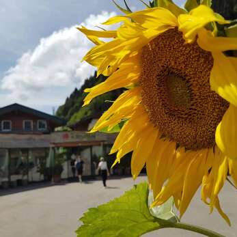 Blick auf den Rosenhof und Sonnenblume.