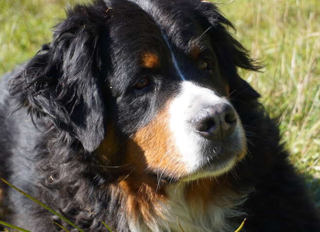 Max, Hotelhund im Rosenhof bis September 2021.