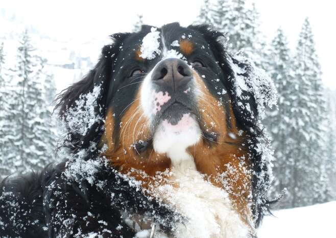 Winterurlaub im Kleinwalsertaler Rosenhof gefällt auch den Hunden.